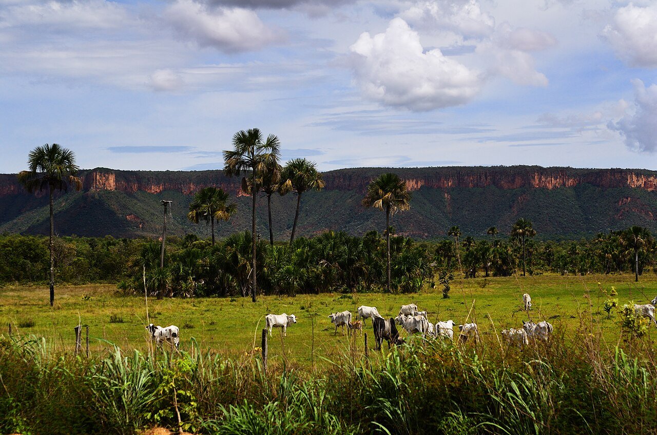 Boi Nelore em pasto do cerrado mato-grossense